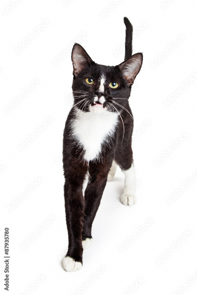 Black and White Young Cat Walking Forward Black and White Young Cat Walking Forward