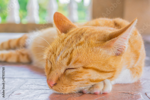 Pretty cat sleep in outside the house image.