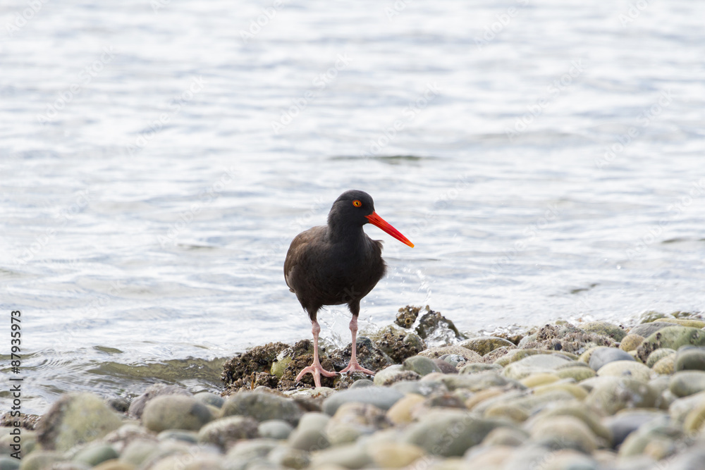 Black Oystercatcher Black Oystercatcher