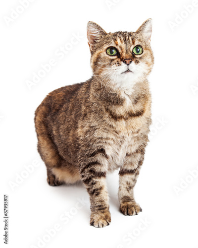 Brown Tabby Cat Isolated on White