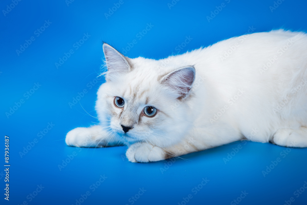Fototapeta premium Neva masquerade kitten on blue background