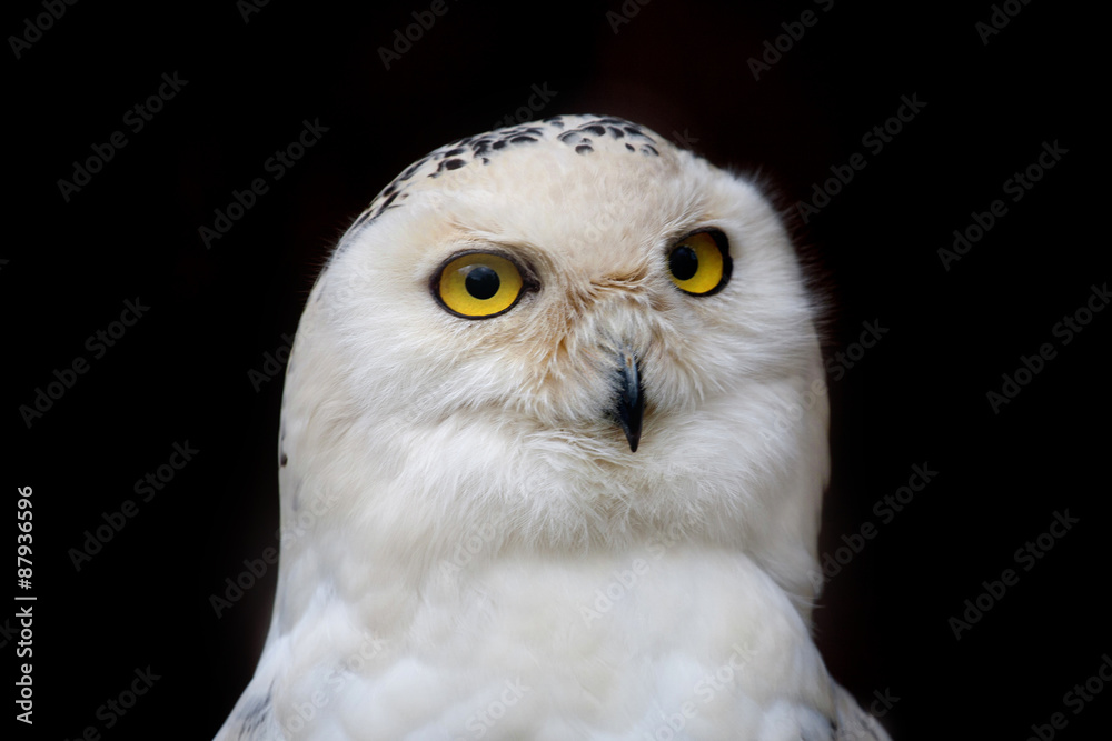 Fototapeta premium big eyed owl, staring owl 