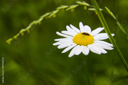 White daisy