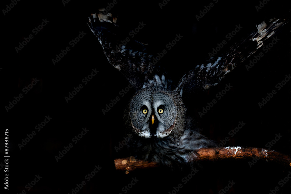 Naklejka premium big eyed owl, staring owl 