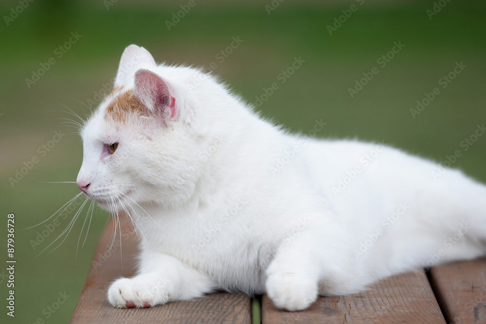 Kot albinos,  biały kot 
 - obrazy, fototapety, plakaty 