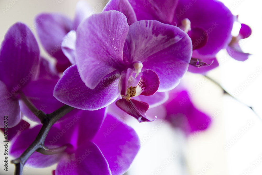 pink orchid phalaenopsis