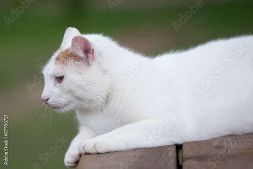 Kot albinos,  biały kot 
