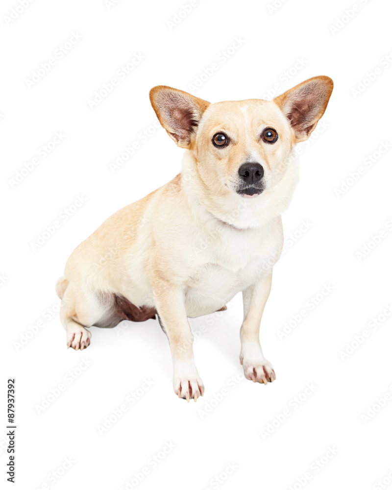 Corgi and Chihuahua Crossbreed Dog Sitting