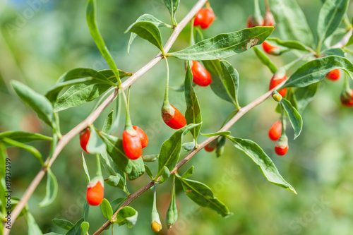 Goji plant photo