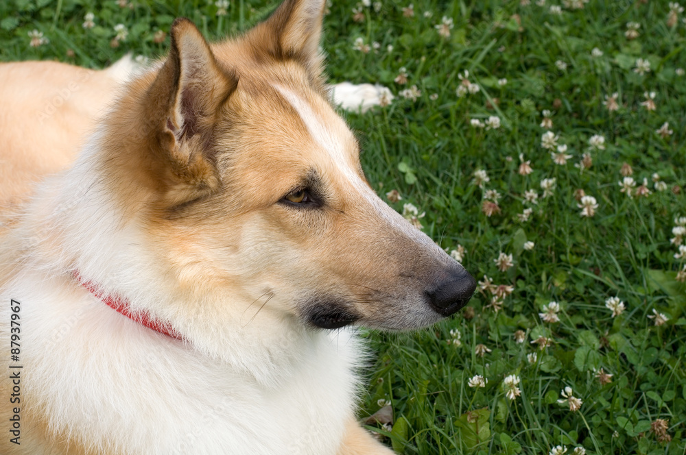 Beautiful Dog Lying in the Grass Beautiful Dog Lying in the Grass