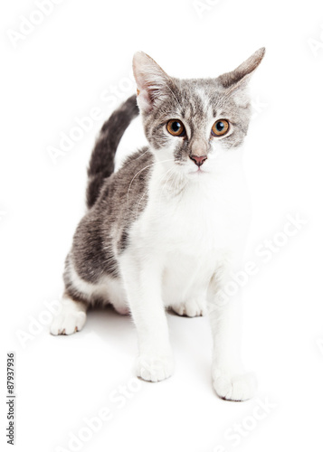 Cute Grey and White Kitten Sitting Looking Forward