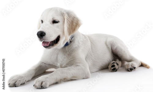 Cute Labrador retriever dog isolated on white