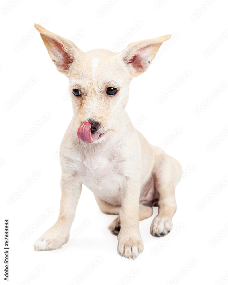 Hungry Chihuahua Crossbreed Puppy Licking Lips