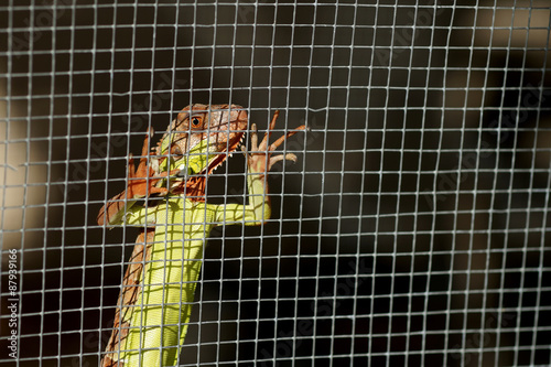 iguana in the cage
