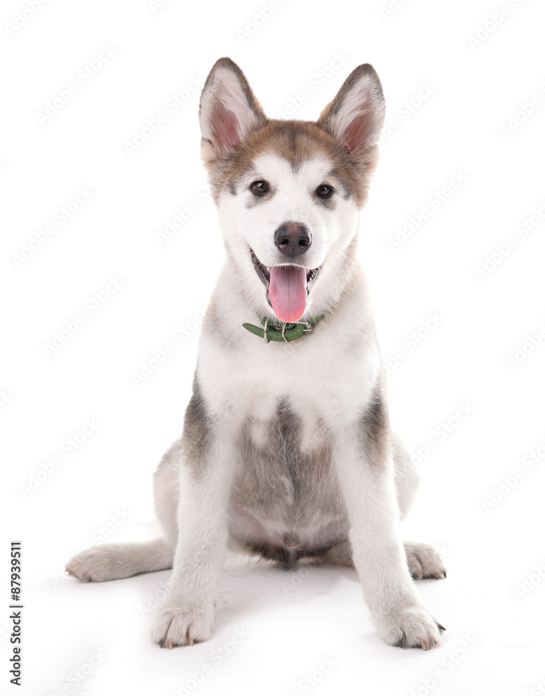 Cute Malamute puppy sitting isolated on white