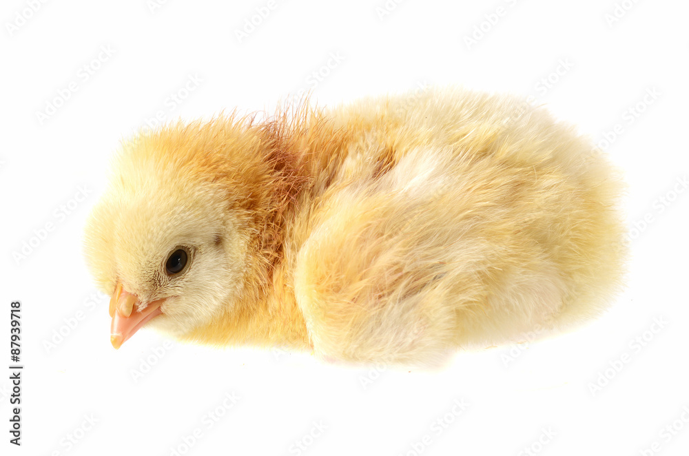 Newly hatched little chicken of the light sussex race. Newly hatched little chicken of the light sussex race.