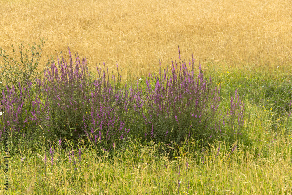 Fototapeta premium Jardines silvestres