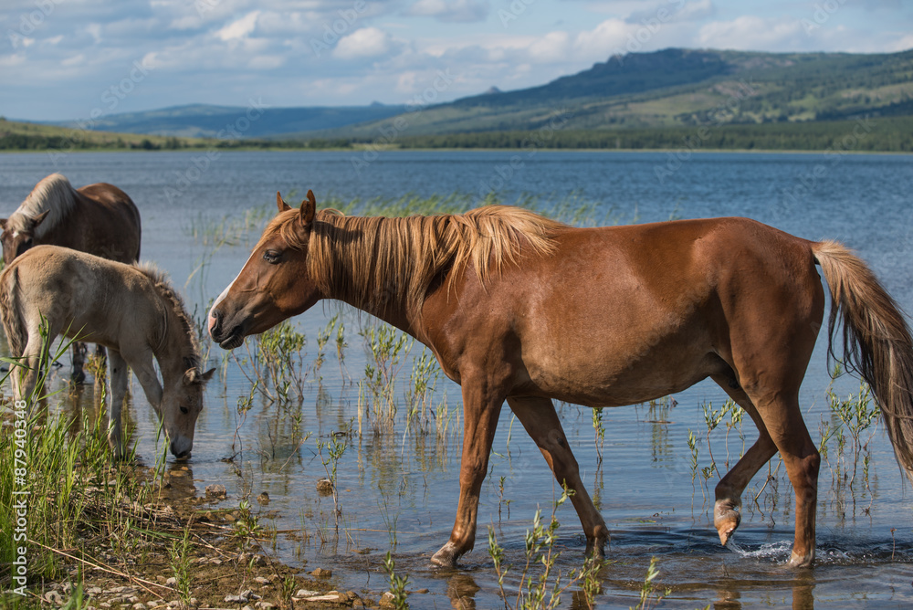 Obraz premium Horses near lake in Urals, Bashkortostan, Russia