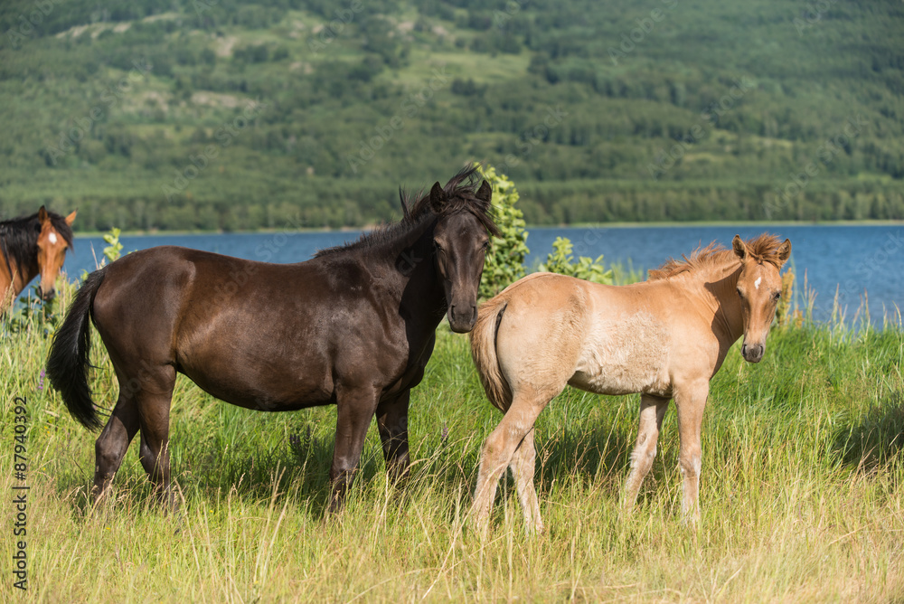 Horse wrangle near lake in Urals, Bashkortostan, Russia