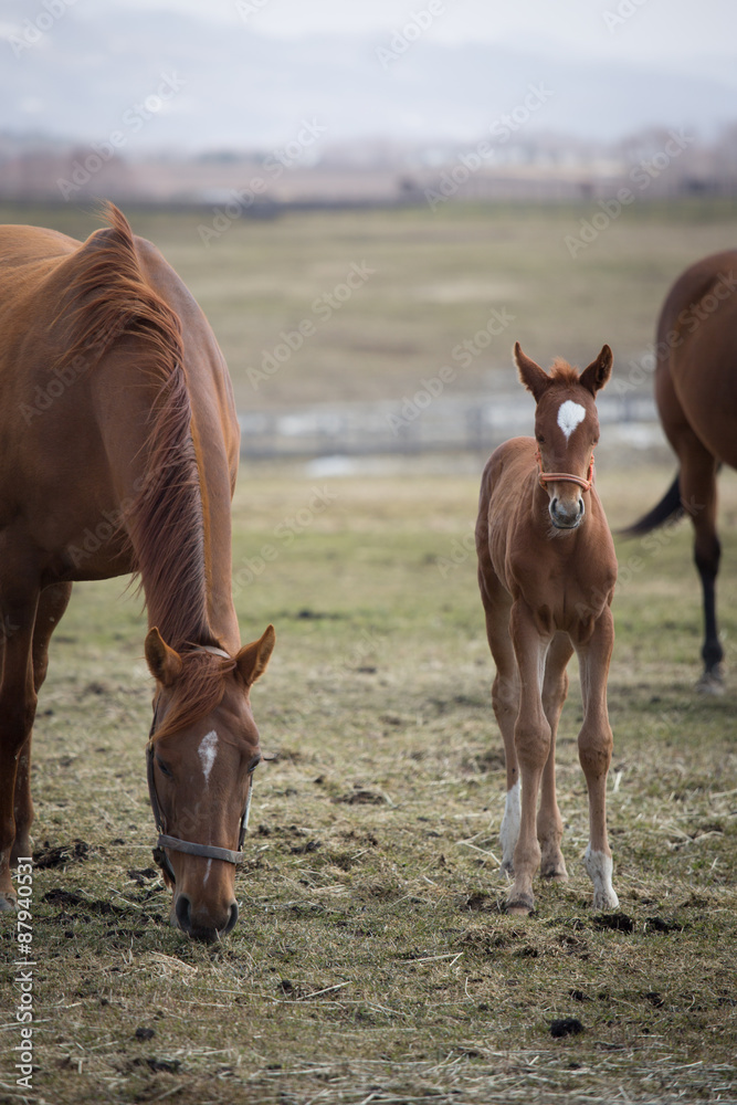 Fototapeta premium Pony and Mother