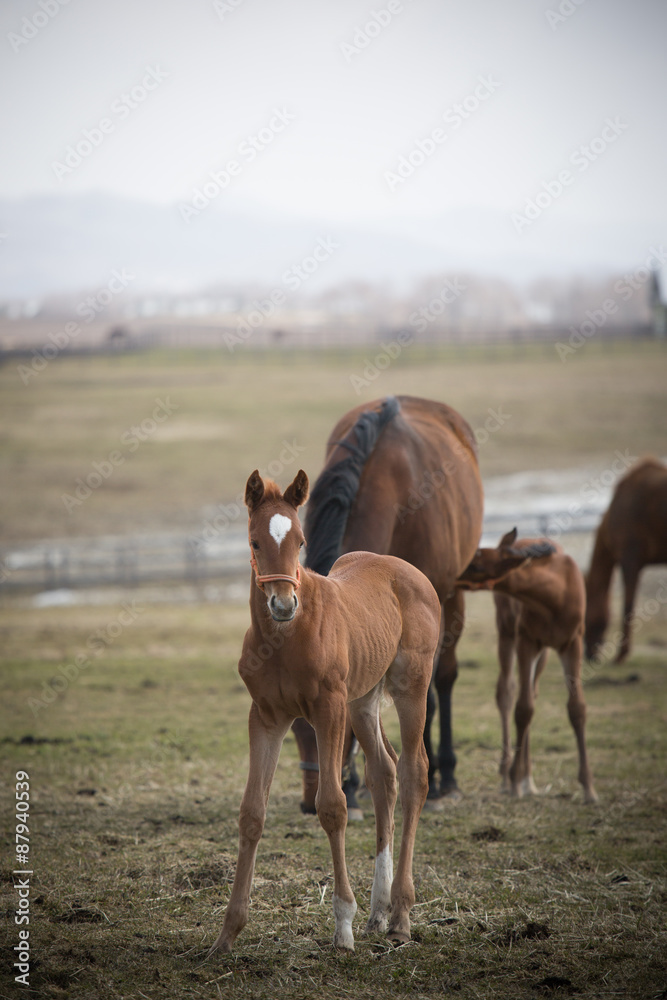 Fototapeta premium Pony and Mother