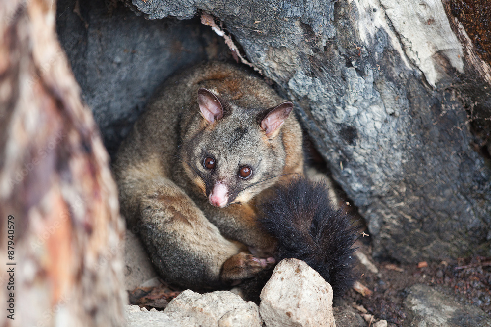 Common Brushtail Possum Common Brushtail Possum