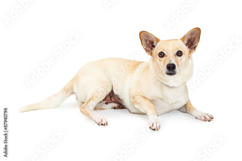 Small Chihuahua and Corgi Crossbreed Dog Laying