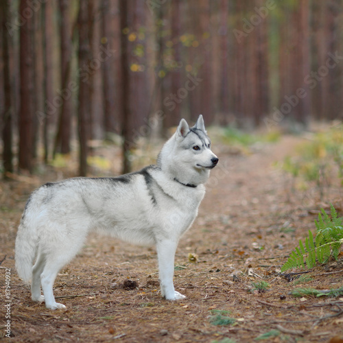 Siberian Husky