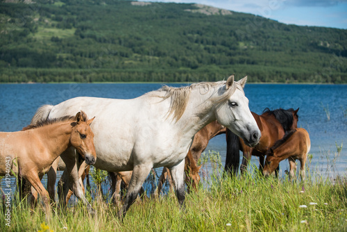Horse wrangle near lake in Urals  Bashkortostan  Russia