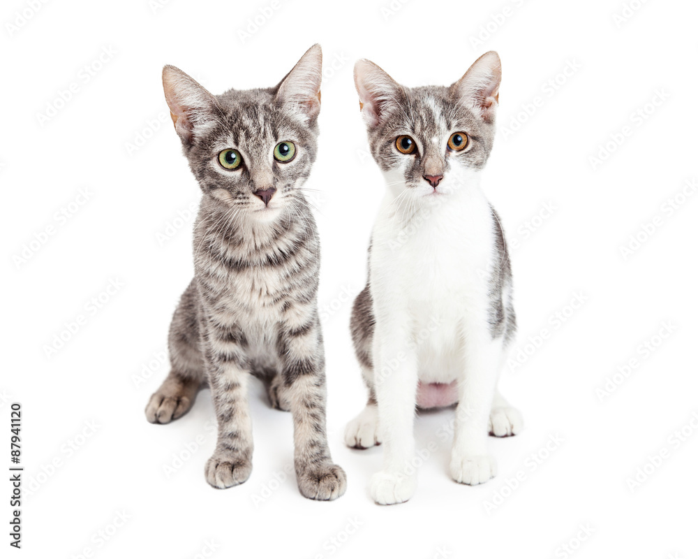 Two Cute Grey Kittens Siting Together