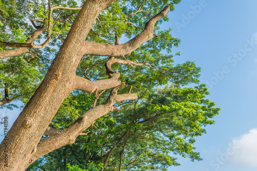 big tree and blue sky