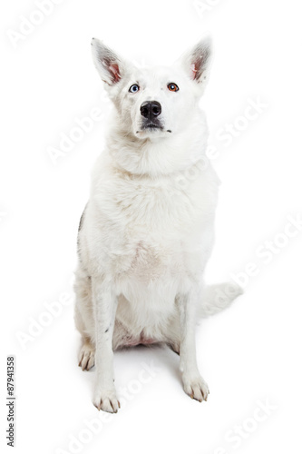 White Border Collie Dog Sitting