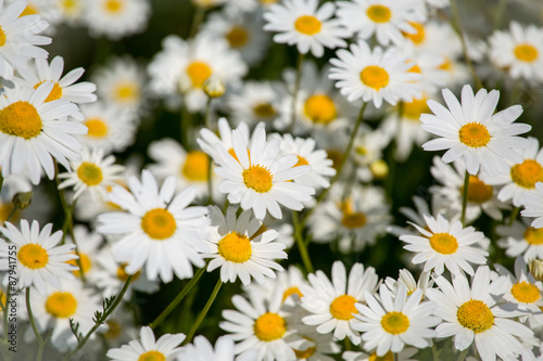 Daisies