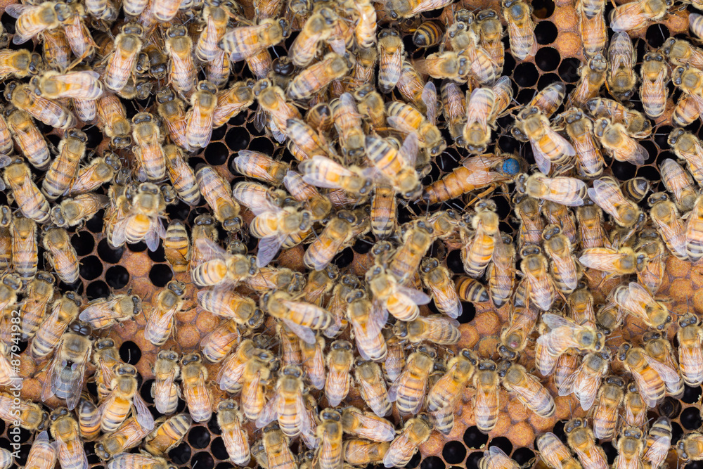 Queen honey bee walking on brood frame with emerging egg