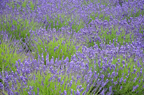 Fototapeta Naklejka Na Ścianę i Meble -  Purple lavender field