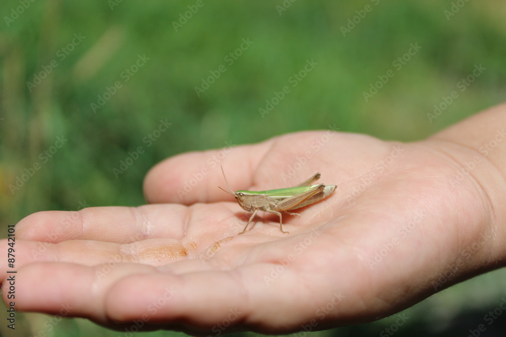 Kid hand holding grasshopper bug macro detail.