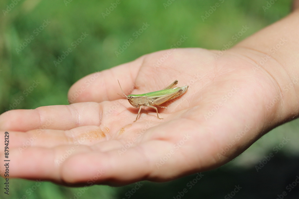 Kid hand holding grasshopper bug macro detail. Kid hand holding grasshopper bug macro detail.