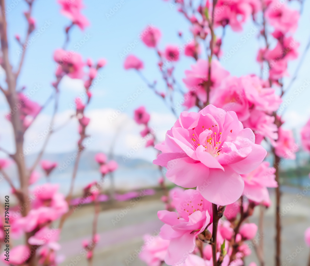 image of plum flower with blue sky background. image of plum flower with blue sky background.