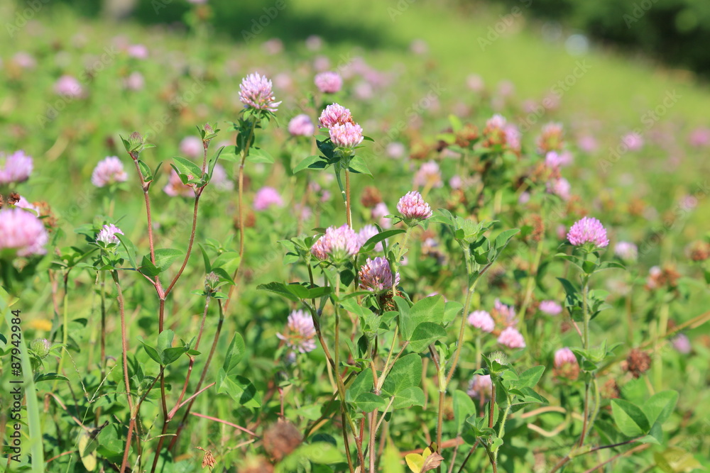 Astragalus flowers