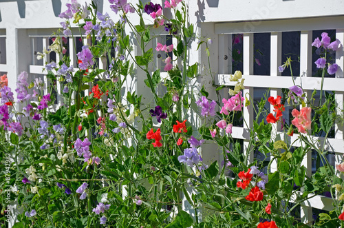 Fototapeta Naklejka Na Ścianę i Meble -  Sweet pea flowers