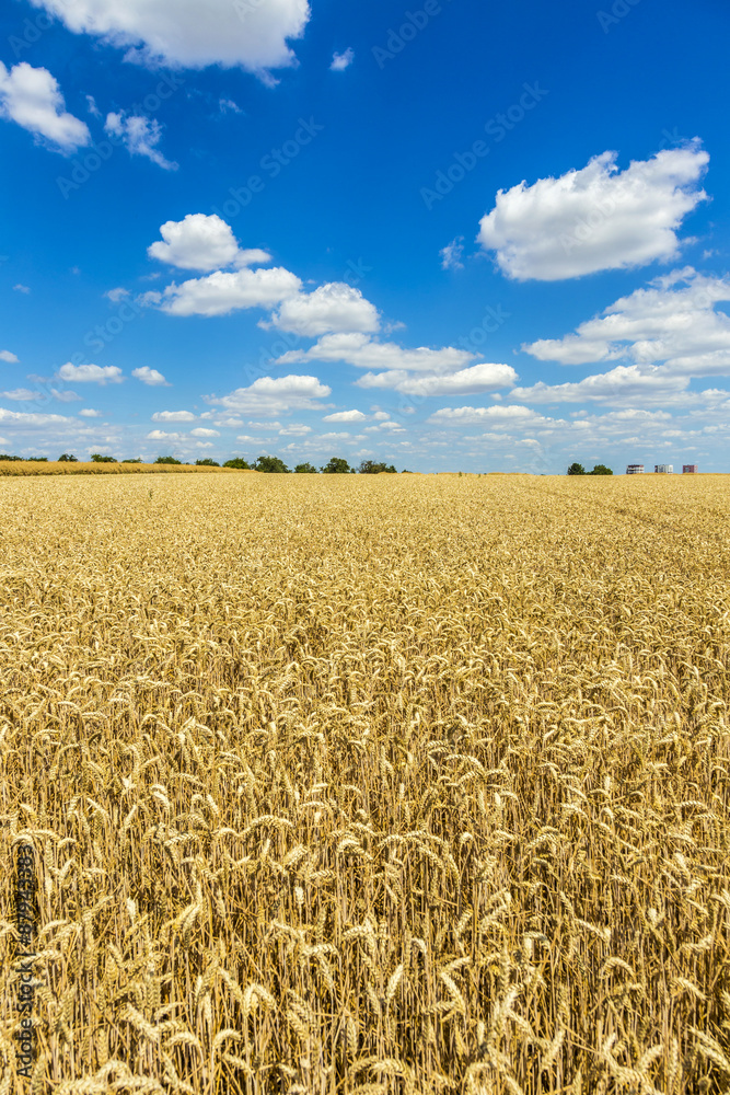 Naklejka premium Golden, ripe wheat against blue sky background
