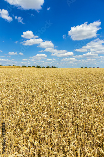 Golden, ripe wheat against blue sky background