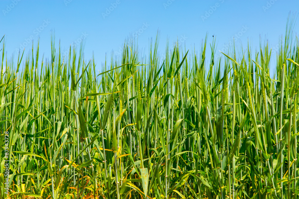 Obraz premium Barley field