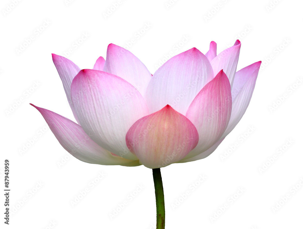 Beautiful lotus(Single lotus flower isolated on white background Beautiful lotus(Single lotus flower isolated on white background