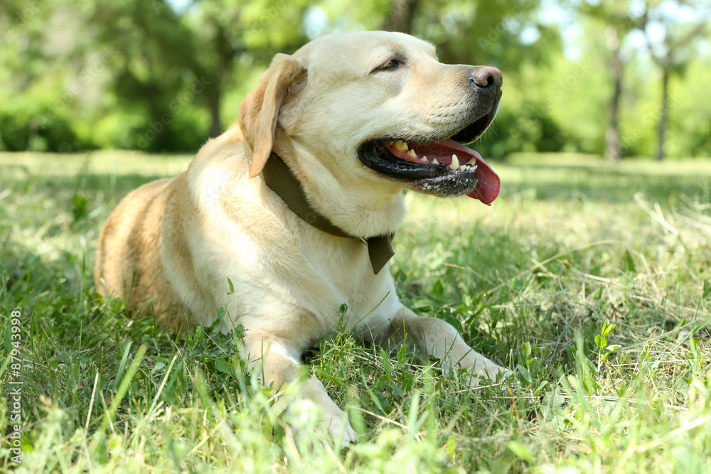 Cute dog resting over green grass background Cute dog resting over green grass background
