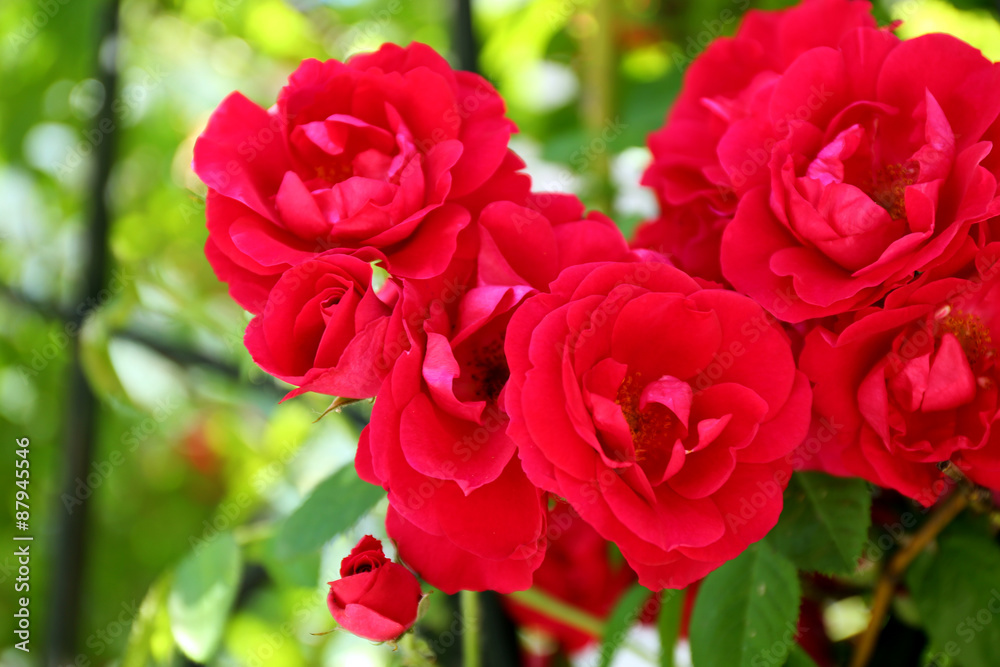 Beautiful pink roses over green leaves background Beautiful pink roses over green leaves background