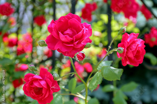 Beautiful pink roses over green leaves background