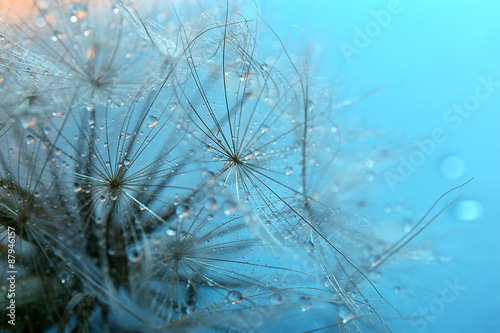 Beautiful dandelion with water drops on blue background