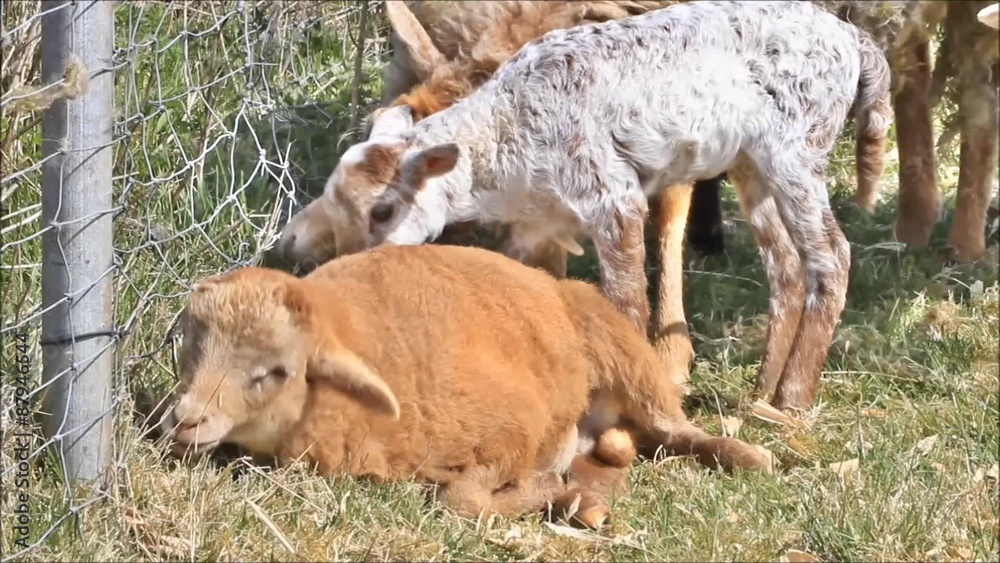 Zwei Lämmer und Mutterschaf im Frühling
Zwei Lämmer und Mutterschaf im Frühling