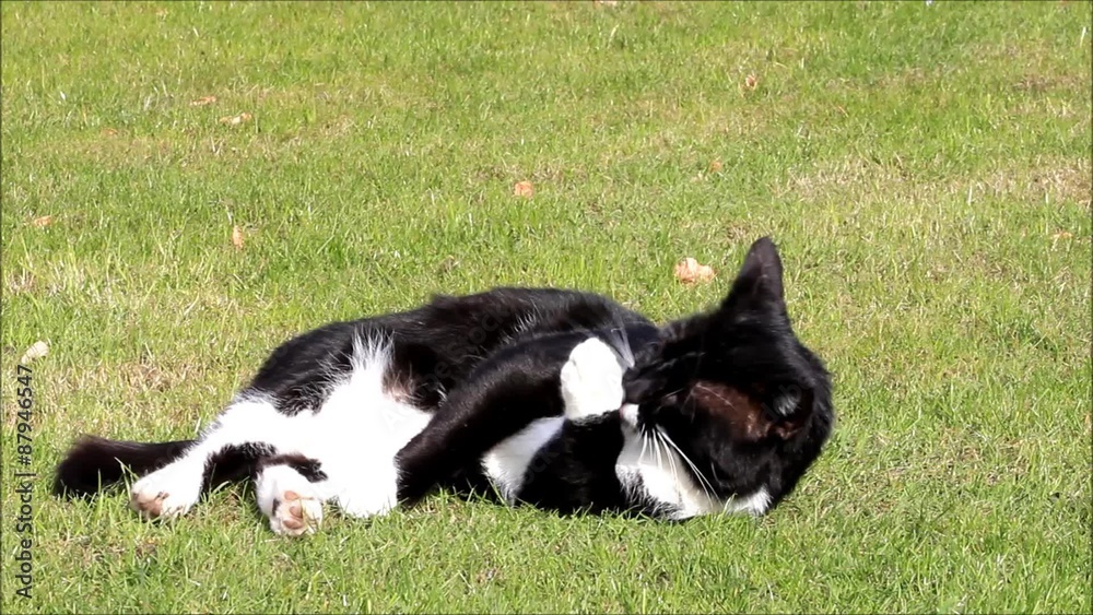 Katze, Kater schwarz weiß, rollt sich im Gras und putzt sich
